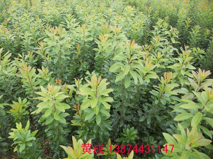 廣西楊梅苗基地批發(fā)多少錢【靖州縣建國(guó)楊梅苗種植基地】