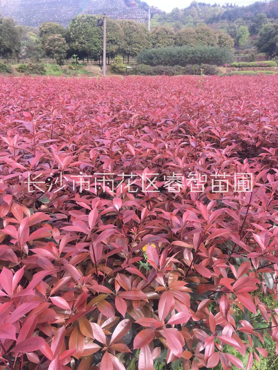 益陽市紅葉石楠基地 火焰紅價格 綠化苗木種植基地