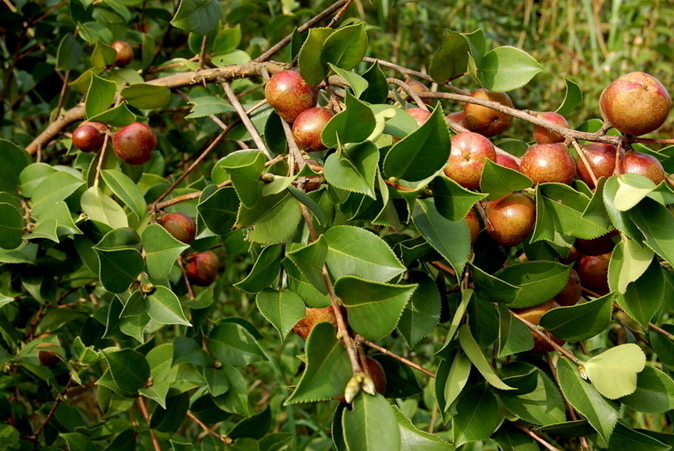 油茶種子供應(yīng)商  油茶種子報(bào)價(jià) 廣西油茶種子批發(fā)