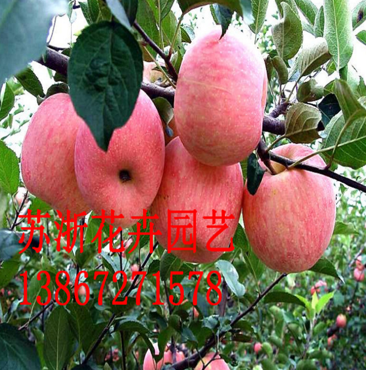山東蘋果樹批發(fā) 蘋果苗多少錢