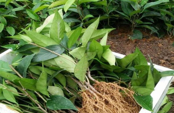 黑老虎苗生產廠家 廣西黑老虎苗批發(fā) 廣西黑老虎苗