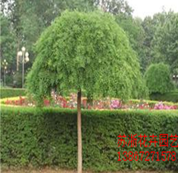 庭院景觀樹(shù)火熱招商_廠家直銷_廠家定制_哪家便宜