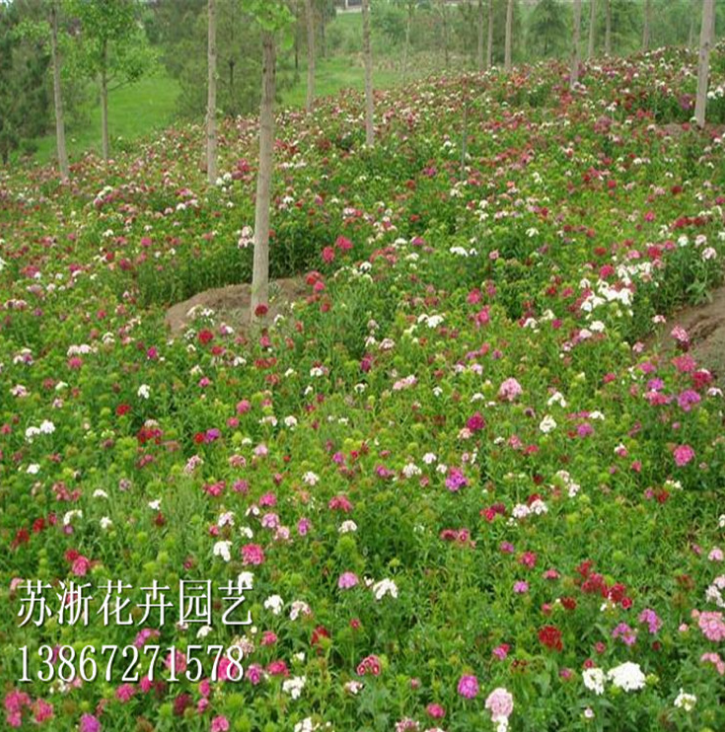 花卉種子火熱招商_廠家直銷_廠家定制_哪家便宜 向日葵種子