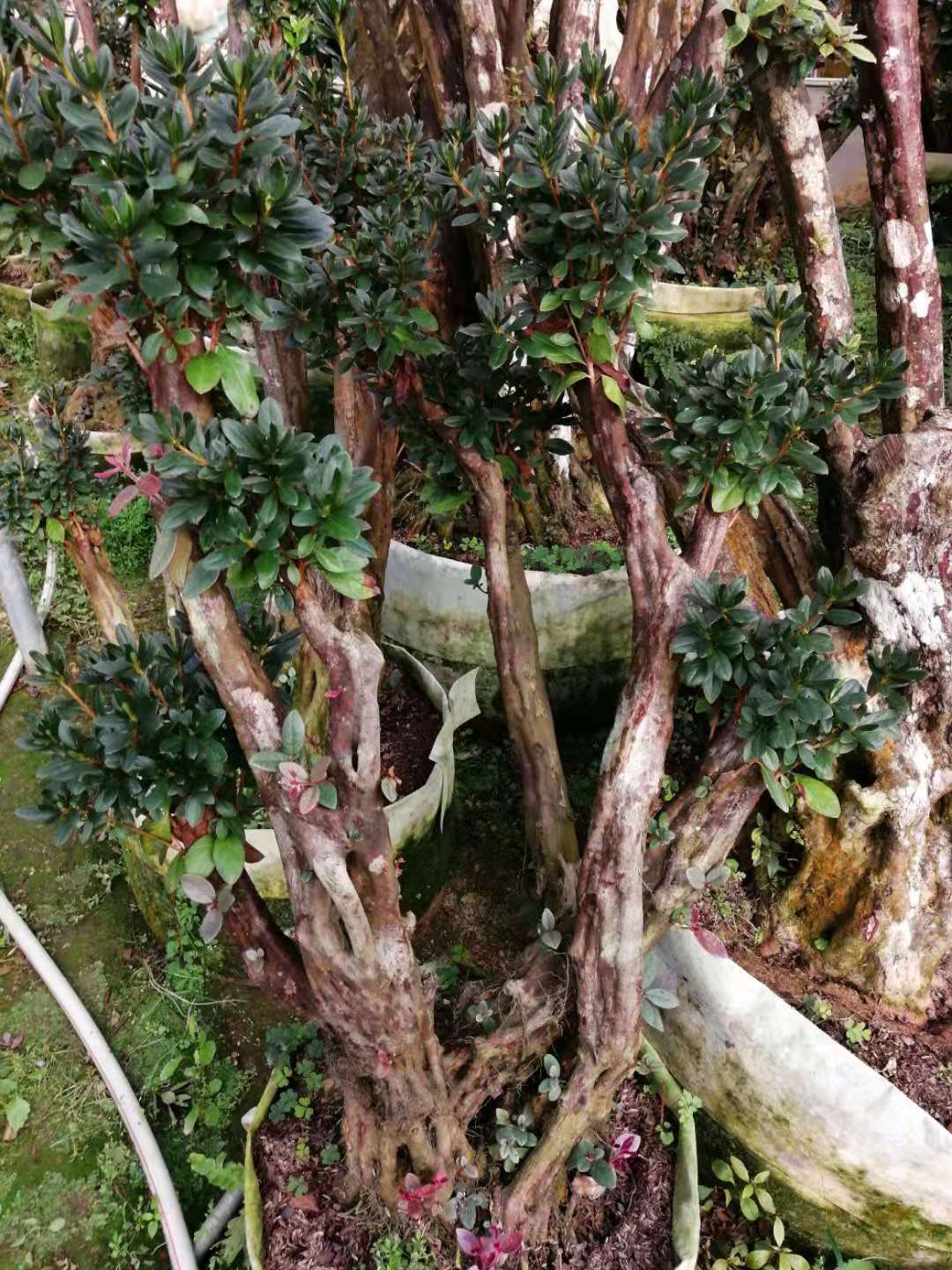 福建*樁多少錢一盆_哪家價格便宜
