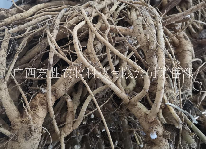 山豆根批發(fā)  山豆根急售 廣豆根直銷 原生態(tài)山豆根銷售