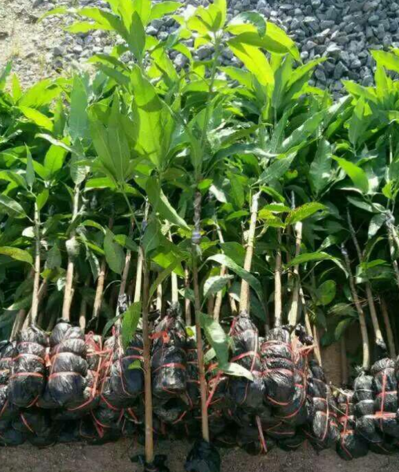 芒果苗報(bào)價(jià) 廣西芒果苗供應(yīng)商 廣西芒果苗