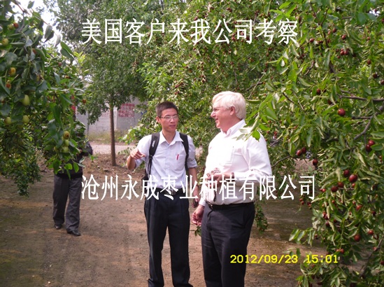 出口棗苗的檢疫及參數(shù)要求？