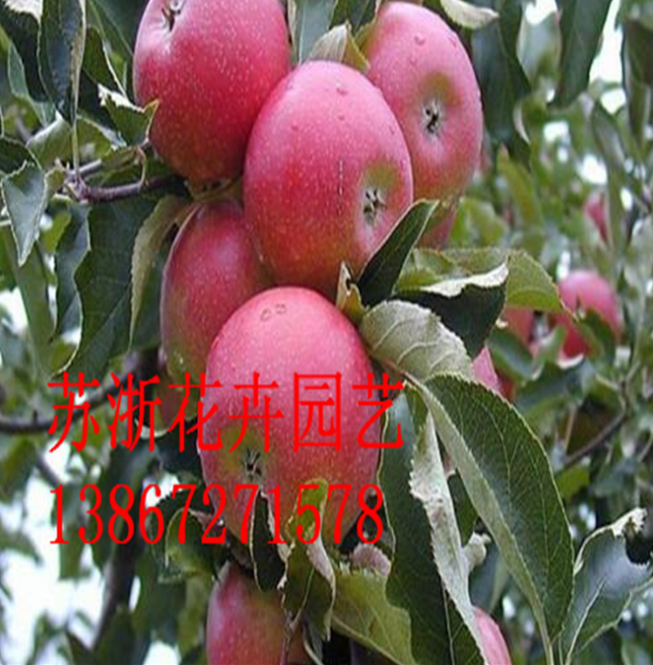 山東蘋果樹批發(fā) 蘋果苗多少錢