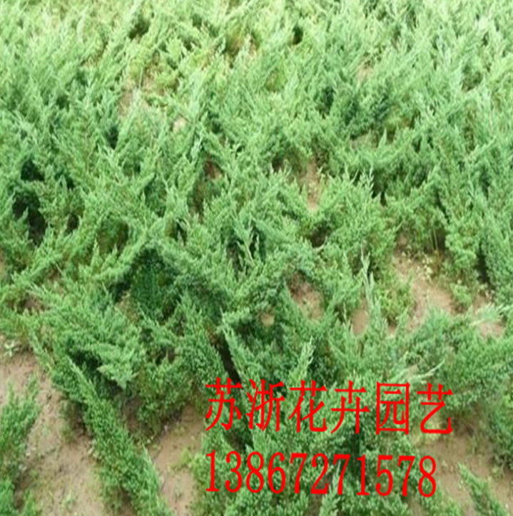 綠化工程苗火熱招商_廠家直銷_廠家定制_哪家便宜