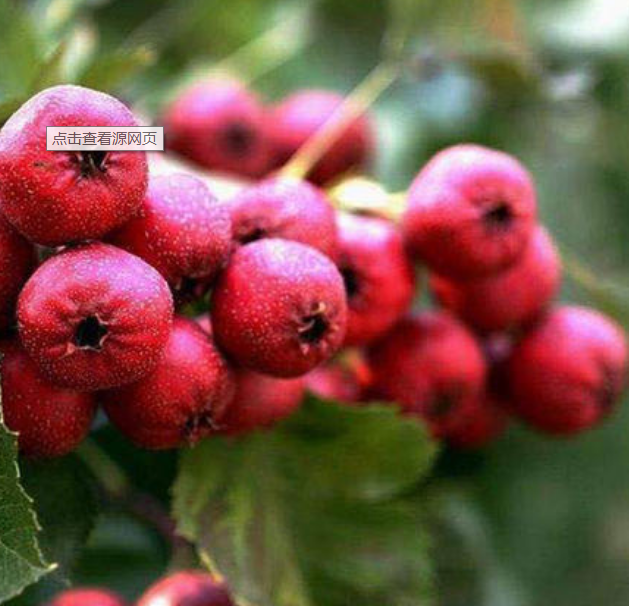 大果山楂苗報(bào)價(jià) 廣西大果山楂苗直銷(xiāo) 廣西大果山楂苗