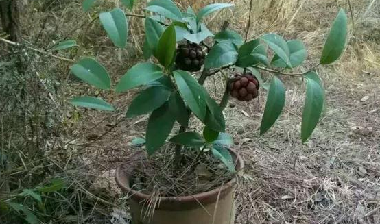 黑老虎苗生產廠家 廣西黑老虎苗批發(fā) 廣西黑老虎苗