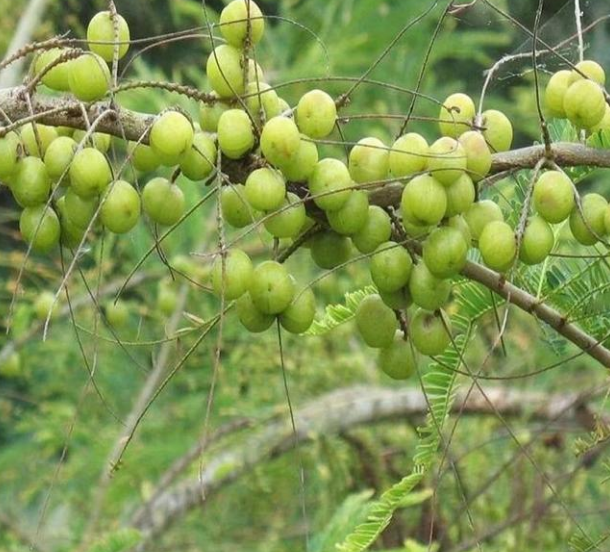 余甘果苗報價 余甘果苗供應(yīng)商 廣西余甘果苗