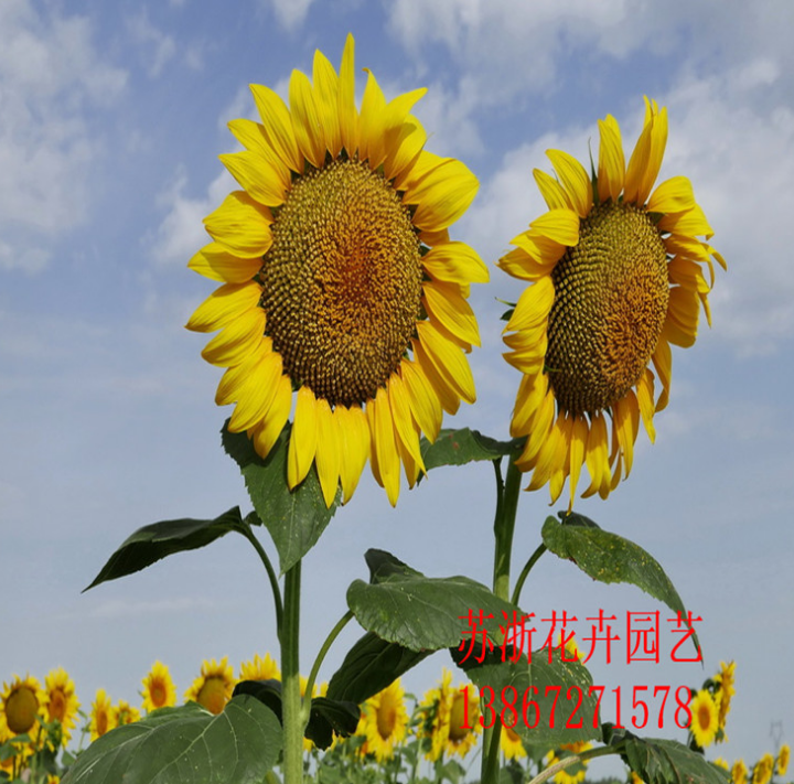 向日葵種子火熱招商_廠家直銷_廠家定制_哪家便宜