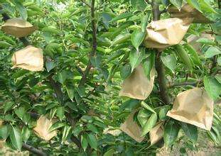 廠家直銷各種梨果袋*價格優(yōu)惠可定制尺寸 梨袋