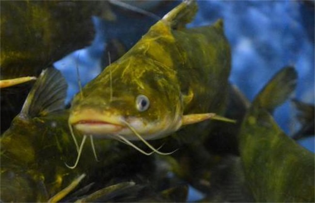 黃顙魚(yú)養(yǎng)殖怎么養(yǎng)一畝黃顙魚(yú)的利潤(rùn)