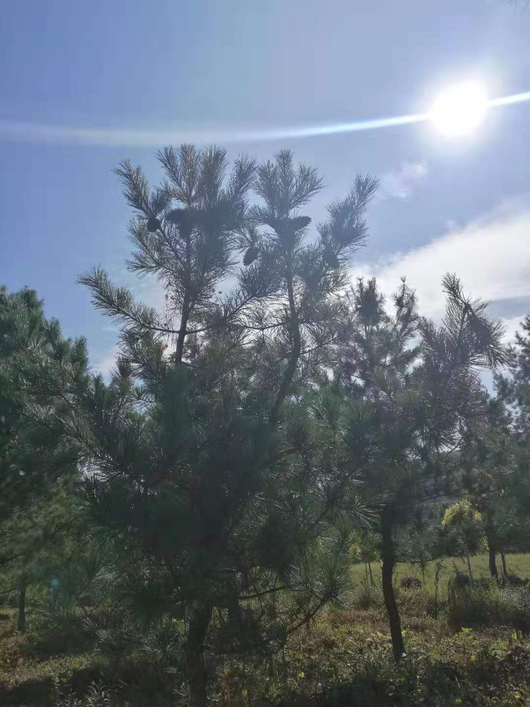 遼寧大連紅松種穗嫁接公司 高存活率