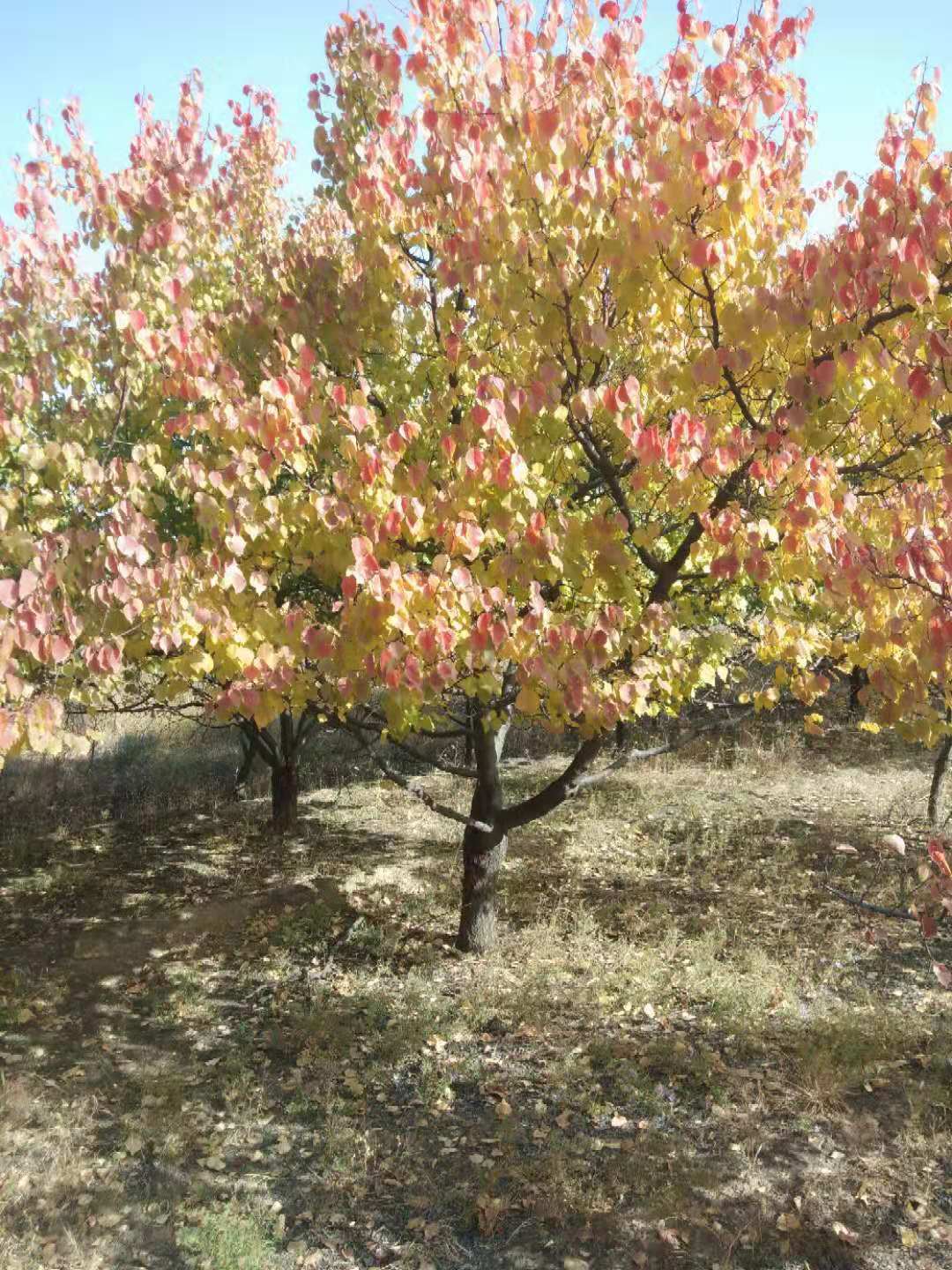 哪里有山杏賣 哪里有山杏樹賣