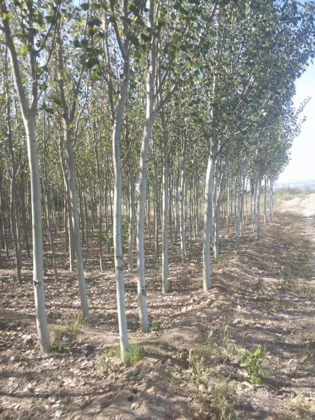 新疆楊種植基地、新疆楊價(jià)格、新疆楊批發(fā)