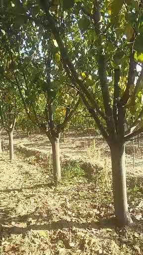 八棱海棠樹種植基地、八棱海棠樹價格、八棱海棠樹批發(fā)