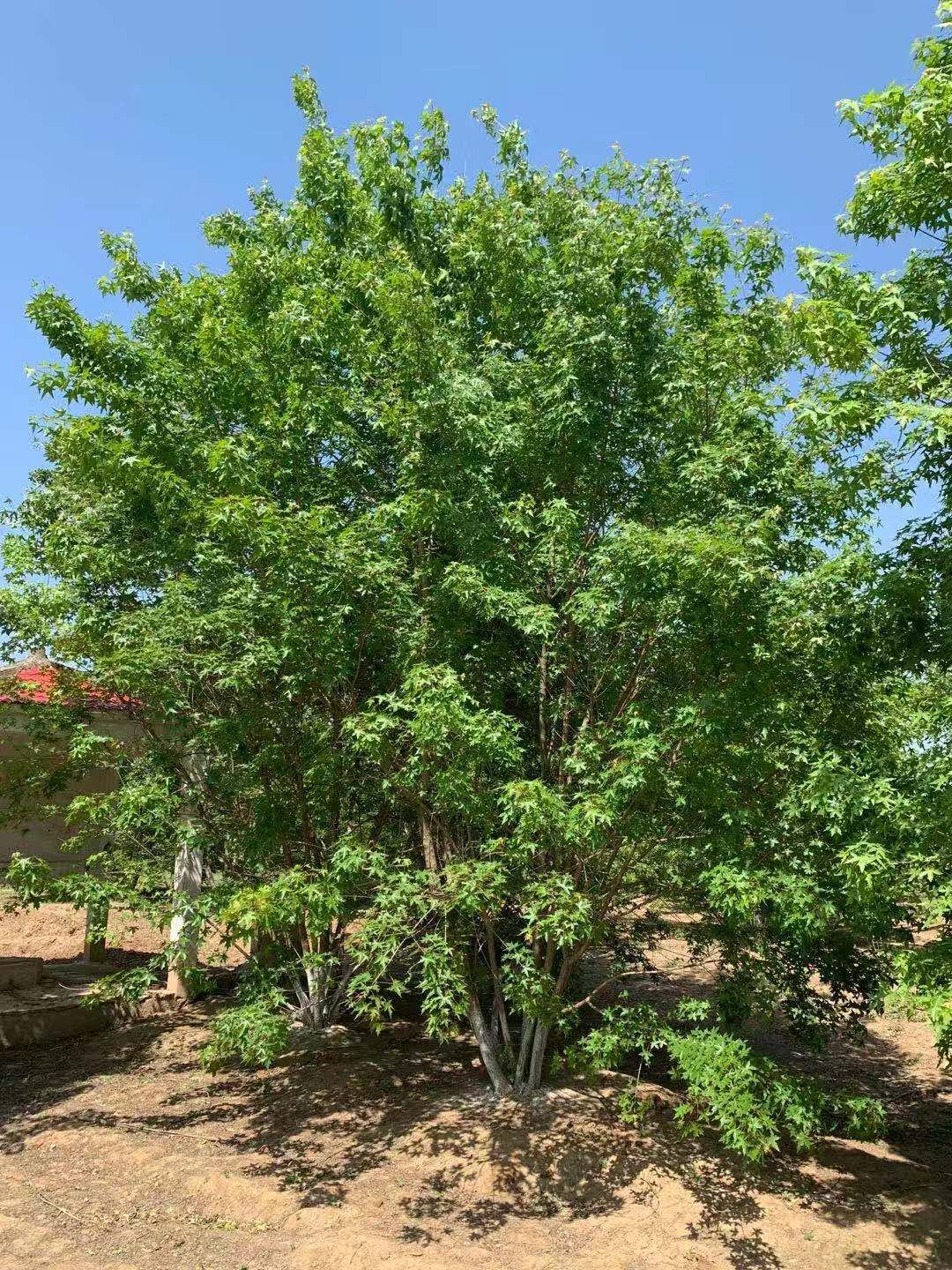 五角楓-河南五角楓種植批發(fā)基地-河南南陽(yáng)南召哪里有五角楓賣(mài)