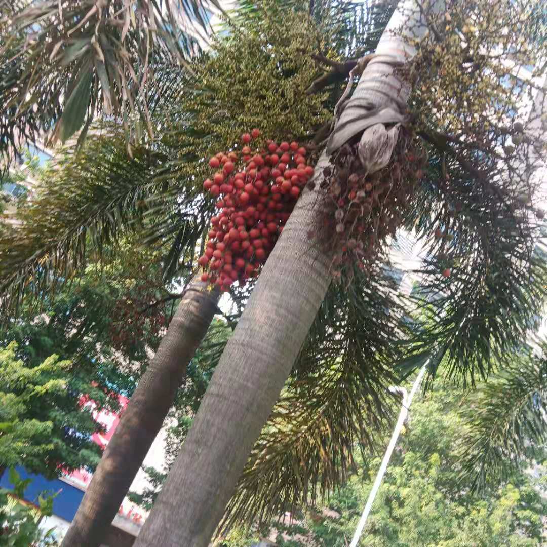 文軒園藝場(chǎng)常年種植批發(fā)狐尾椰子基地大量供應(yīng)大王椰子各種棕櫚樹