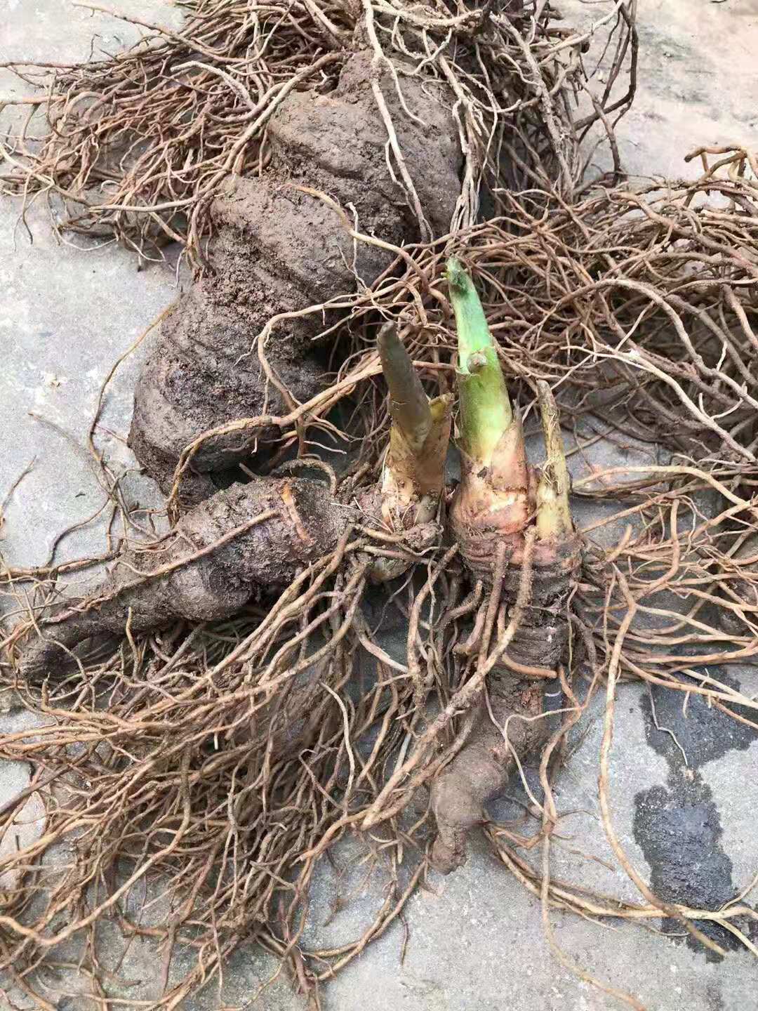 云南文山滇粉質重樓種植，自產自銷，報價