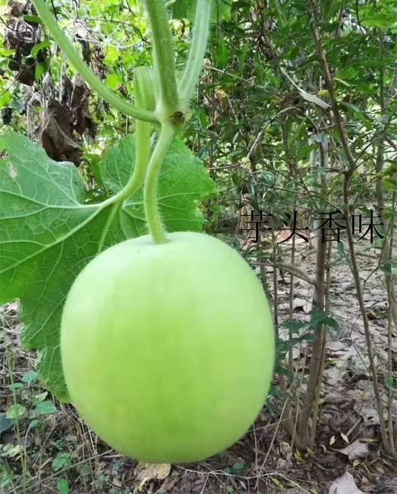 袋裝冬瓜種子技術(shù) 袋裝香芋冬瓜種