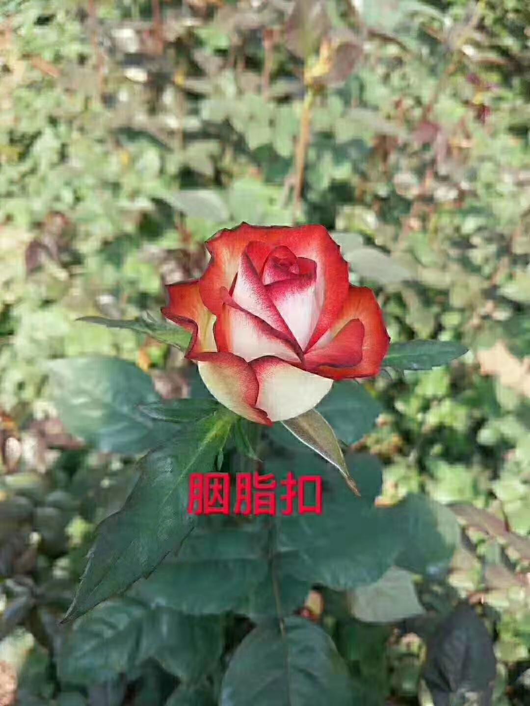 云南哪里有各類花卉盆景賣(mài)，常年出售各類花卉盆景基地直銷電話，云南優(yōu)質(zhì)各類花卉盆景批發(fā)價(jià)格報(bào)價(jià)