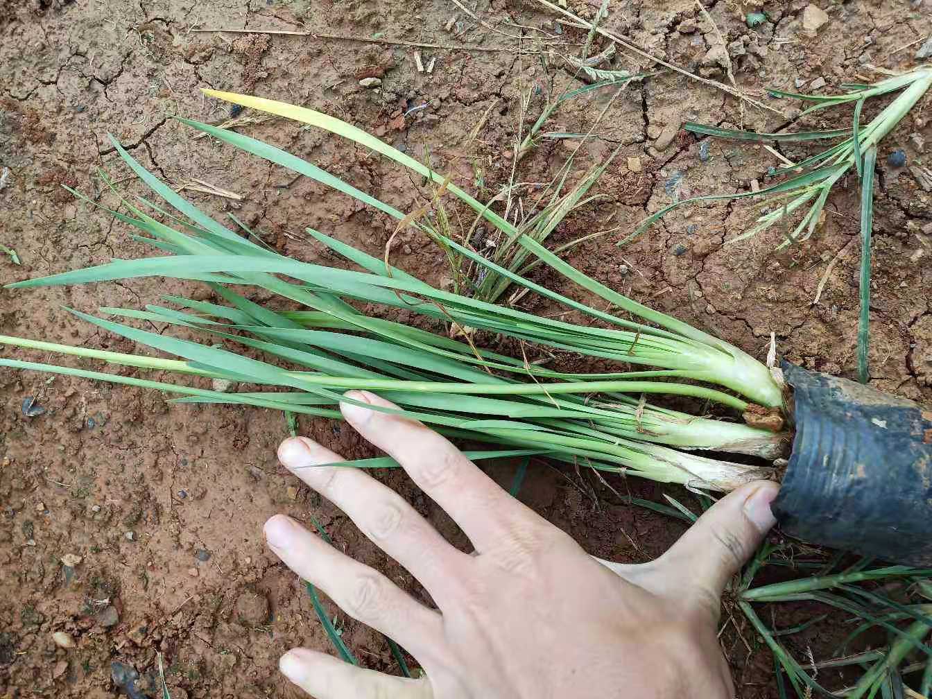 紫嬌花種植基地 云南紫嬌花批發(fā)價(jià)格 紫嬌花苗圃供應(yīng) 紫嬌花小杯苗