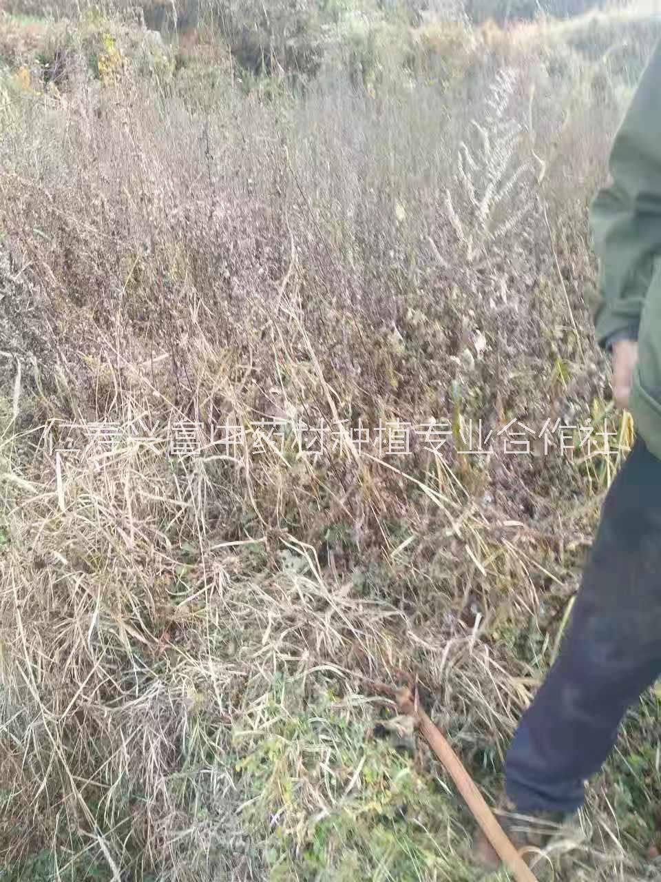 供應(yīng)批發(fā)烏頭附子種子種苗出售，川烏種子種苗草烏種子種苗，附子種植技術(shù)