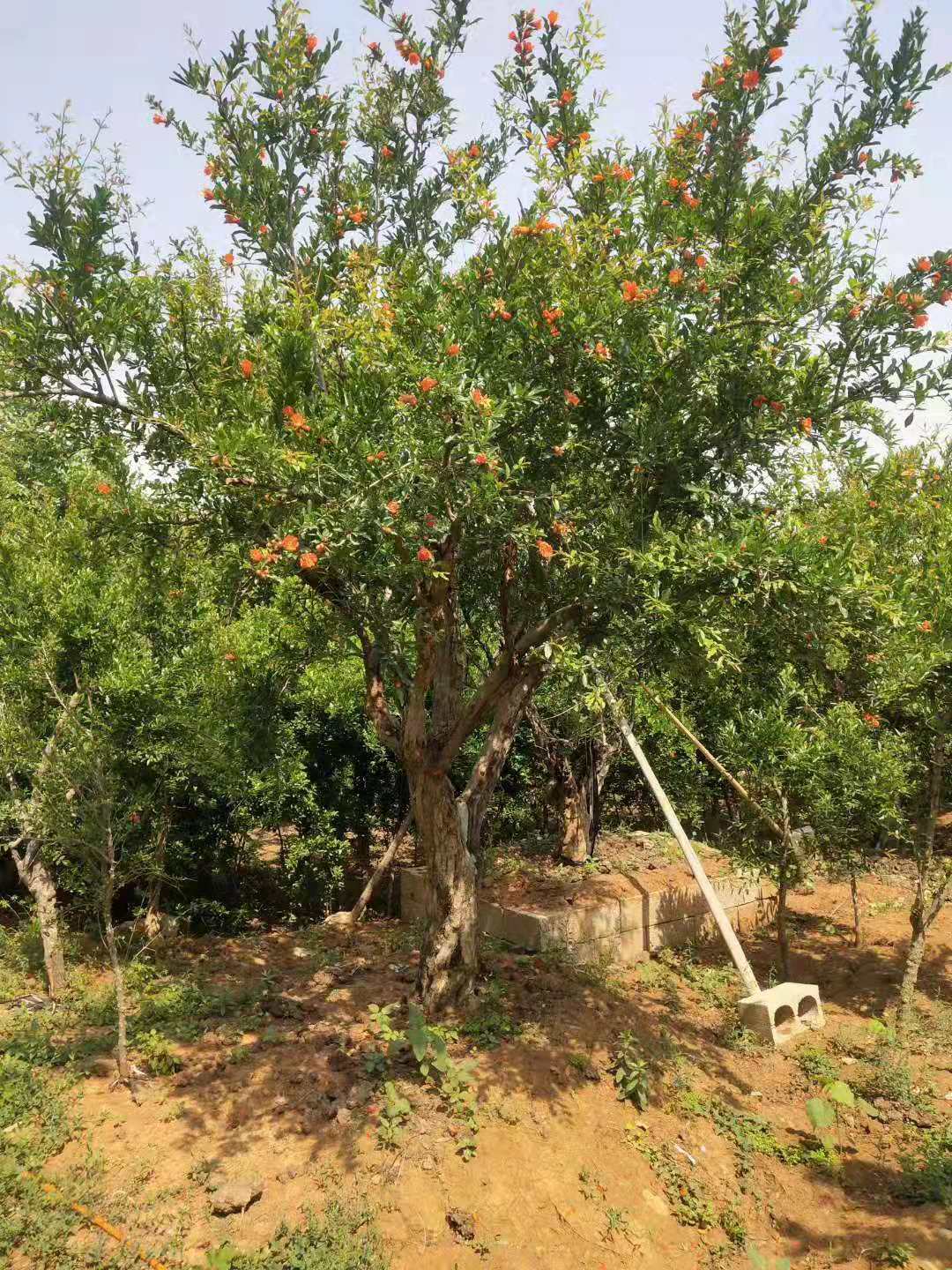 江蘇1到30公分石榴樹 -邳州30公分石榴樹價(jià)格-2020年上半年1到30公分石榴樹價(jià)格