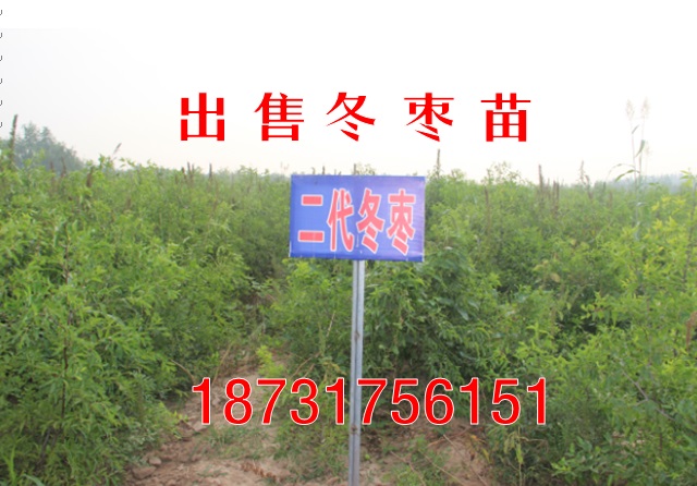 安徽出售二代冬棗苗