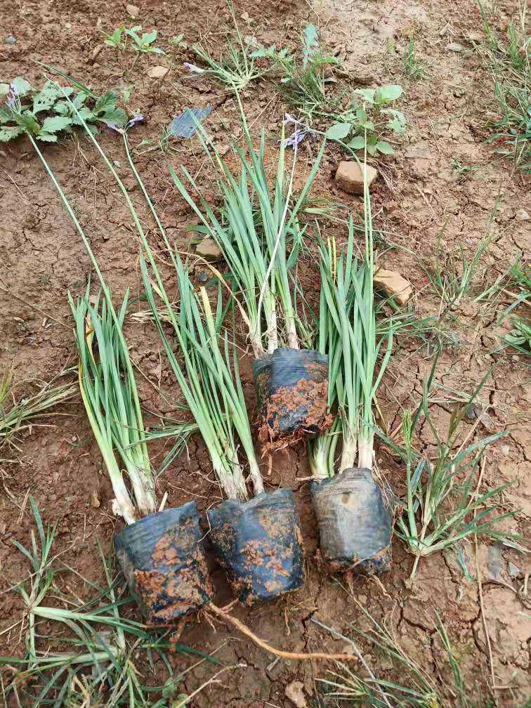 紫嬌花種植基地 云南紫嬌花批發(fā)價(jià)格 紫嬌花苗圃供應(yīng) 紫嬌花小杯苗