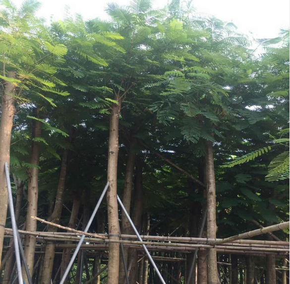 鳳凰樹袋苗批發(fā)基地-報價-批發(fā)價_哪家好-新旺苗木園林基地電話