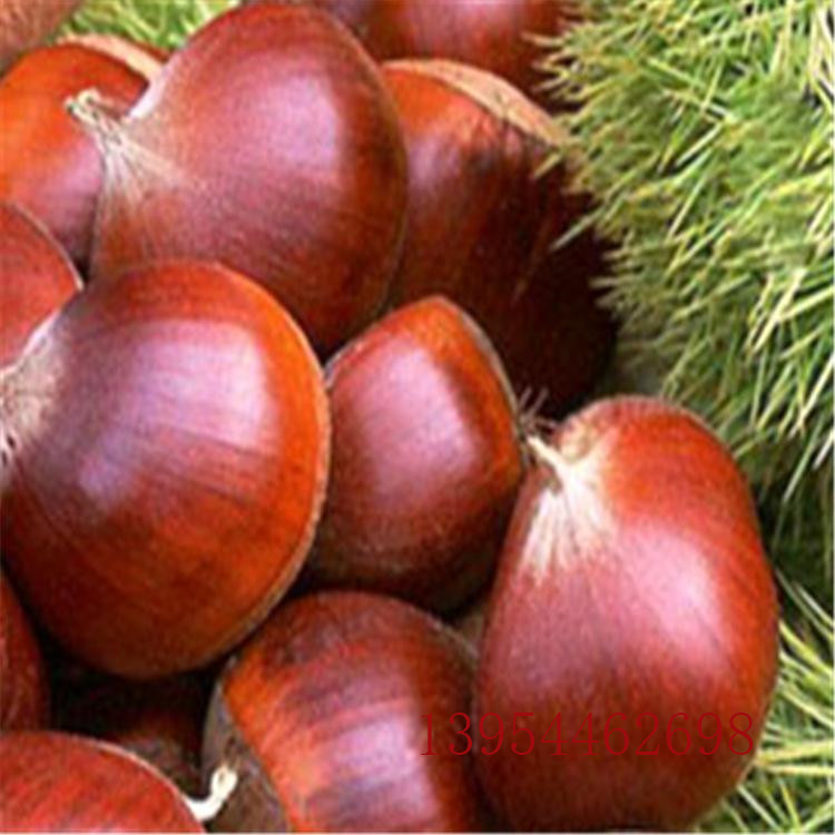 板栗苗板栗苗價(jià)格