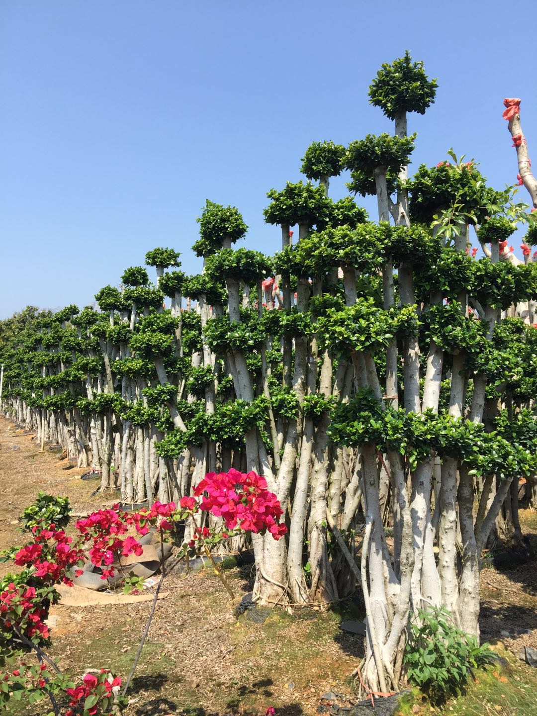福建漳州2-3米叢林*榕