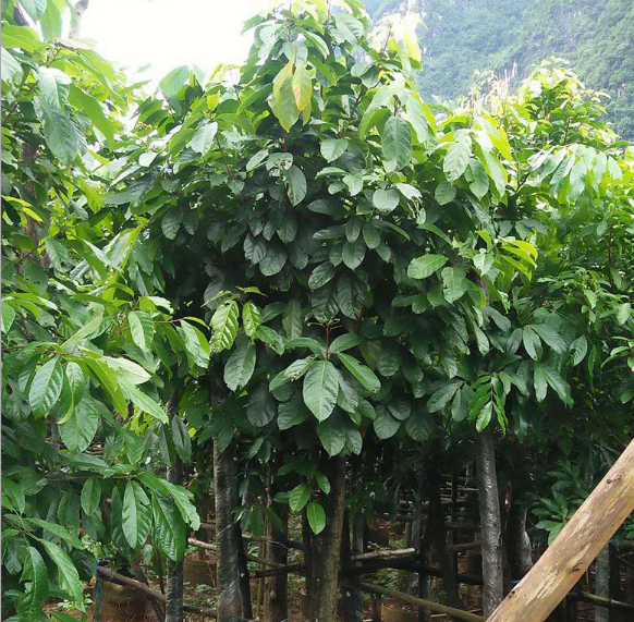 廣西萍婆袋廠家-價格-供應商