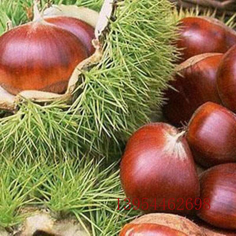 板栗苗板栗苗價(jià)格