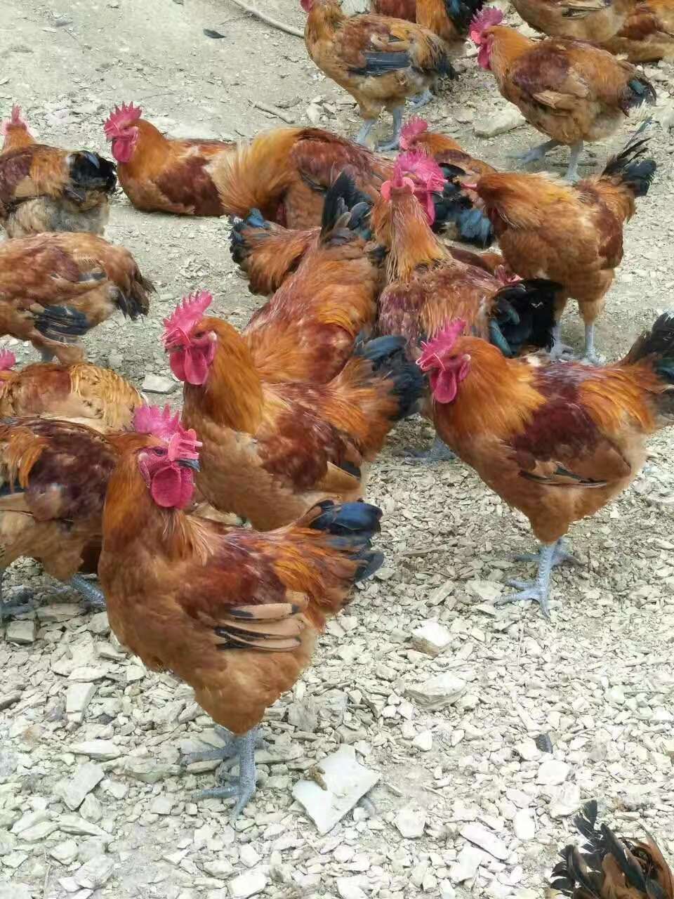 云南文山青腳麻雞苗 西雙版納土雞苗 保山烏雞苗供應 普洱黑雞苗價格 快大型黑腳雞苗