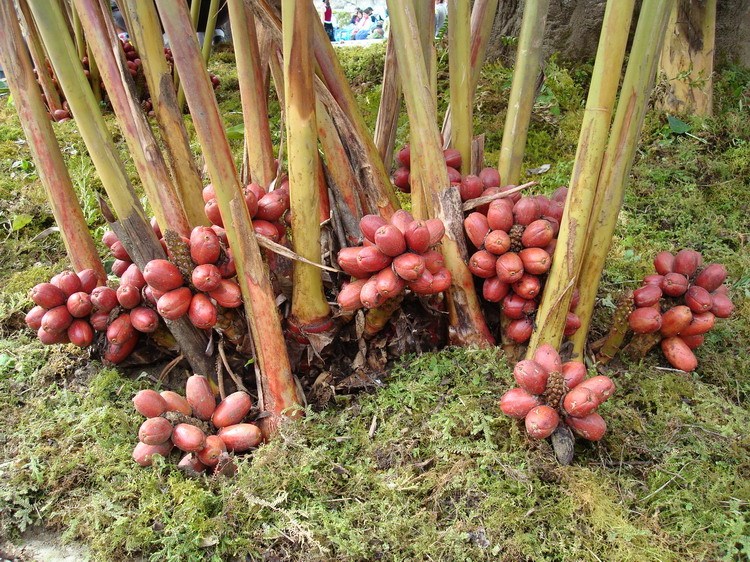 云南草果多少錢，草果報(bào)價(jià)，草果批發(fā)