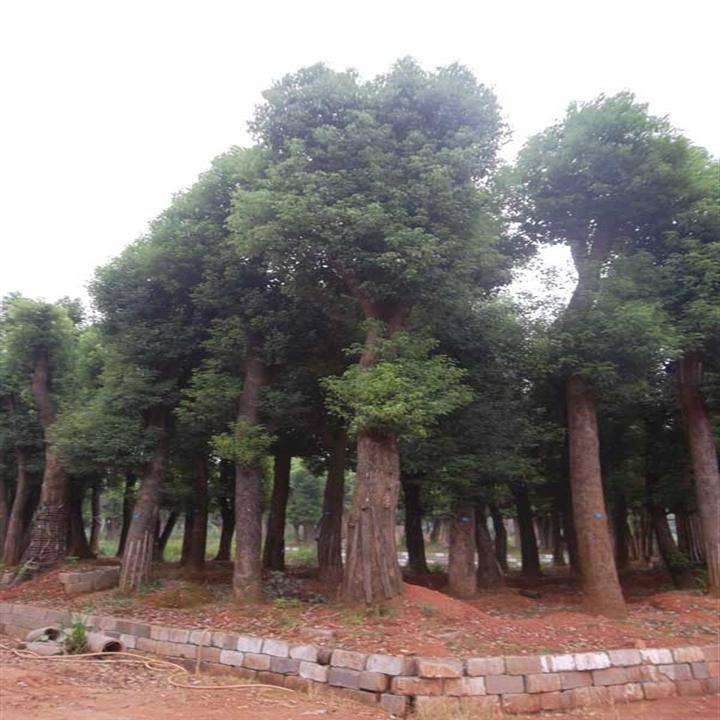 常年出售香樟全冠基地直銷電話，湖南優(yōu)質(zhì)香樟全冠批發(fā)價(jià)格報(bào)價(jià)，湖南哪里有香樟全冠賣