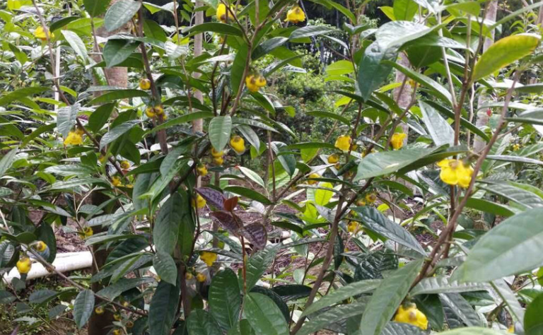 金花茶苗供應(yīng)商 金花茶苗廠家 廣西金花茶苗