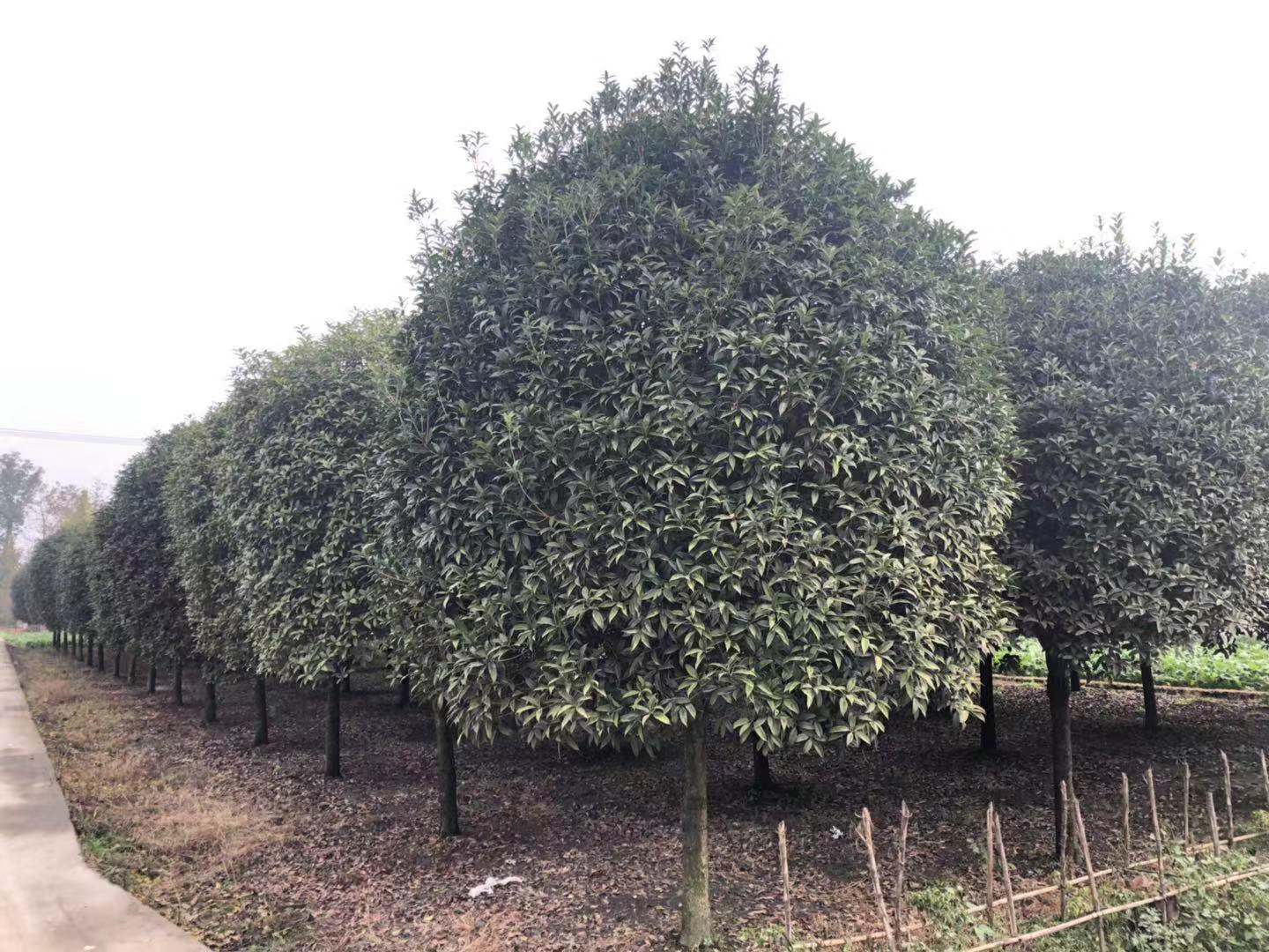 湖南長(zhǎng)沙瀏陽(yáng) 單桿桂花基地
