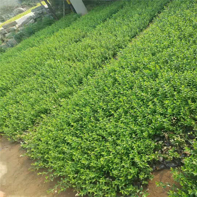 優(yōu)質(zhì)衛(wèi)矛大量出售，衛(wèi)矛供應(yīng)，衛(wèi)矛基地批發(fā)