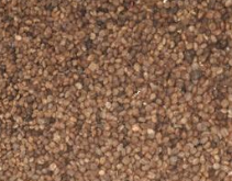 桐油種子報(bào)價(jià)   桐油種子供應(yīng)商 廣西桐油種子批發(fā)