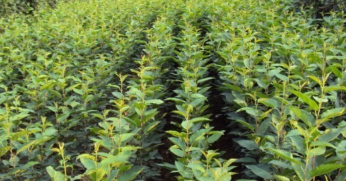甜茶苗供應(yīng)商   廣西甜茶苗報(bào)價(jià) 廣西甜茶苗