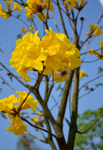 黃花風(fēng)鈴哪家好 黃花風(fēng)鈴報價 廣西黃花風(fēng)鈴