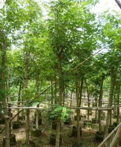 鐵刀木苗供應(yīng)商 廣西鐵刀木苗苗報(bào)價(jià) 廣西鐵刀木苗