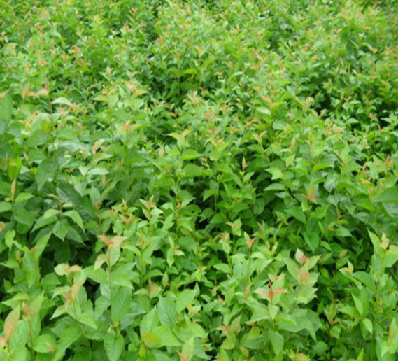 甜茶苗供應(yīng)商   廣西甜茶苗報(bào)價(jià) 廣西甜茶苗