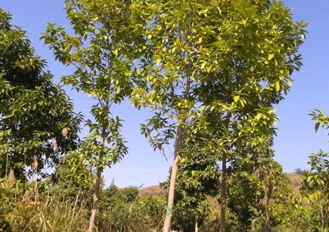 扁桃樹哪家好 扁桃樹批發(fā) 廣西扁桃樹